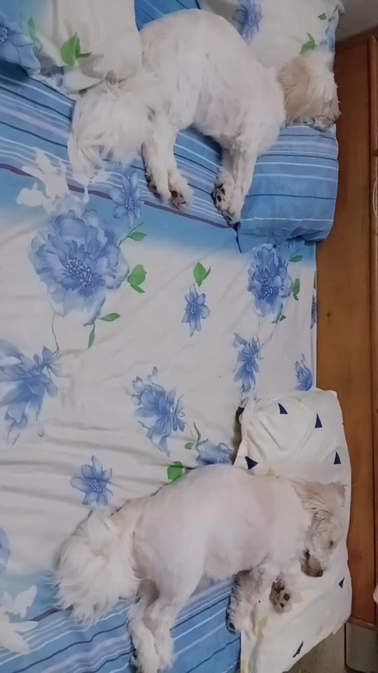 TikTok video thumbnail by yuethralhamo