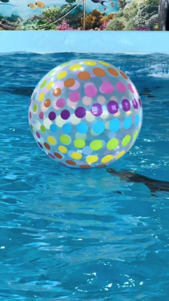 TikTok video thumbnail by dolphinarium.oscar