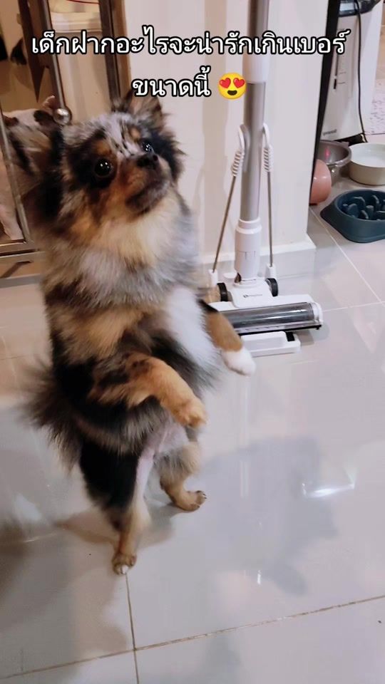 TikTok video thumbnail by bangkok_french