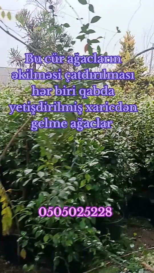 TikTok video thumbnail by palma4_4