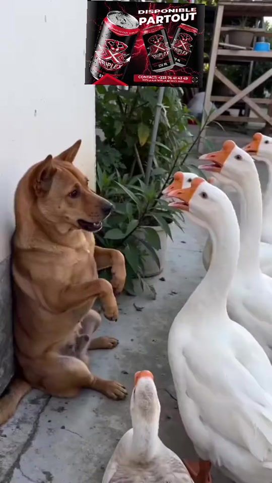 TikTok video thumbnail by gladiaalouba3