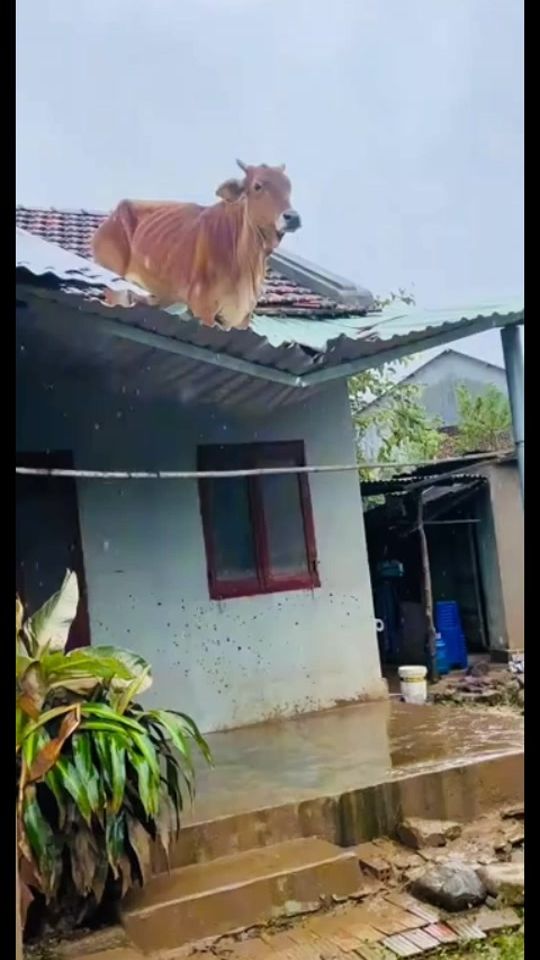 TikTok video thumbnail by 85_franco