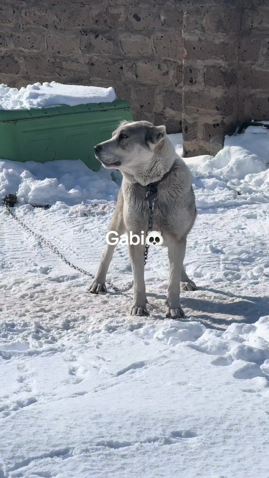 TikTok video thumbnail by 8sarmat