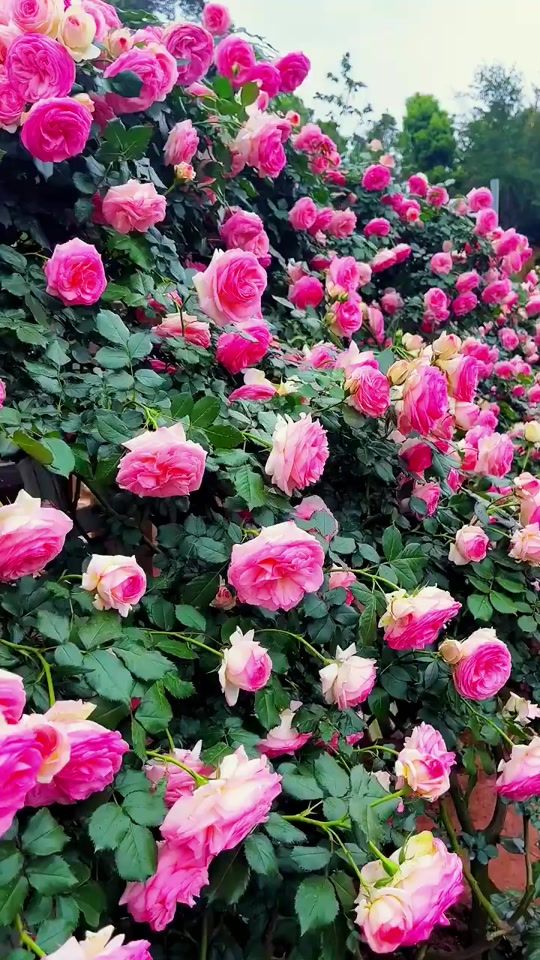 TikTok video thumbnail by flowerlovers48