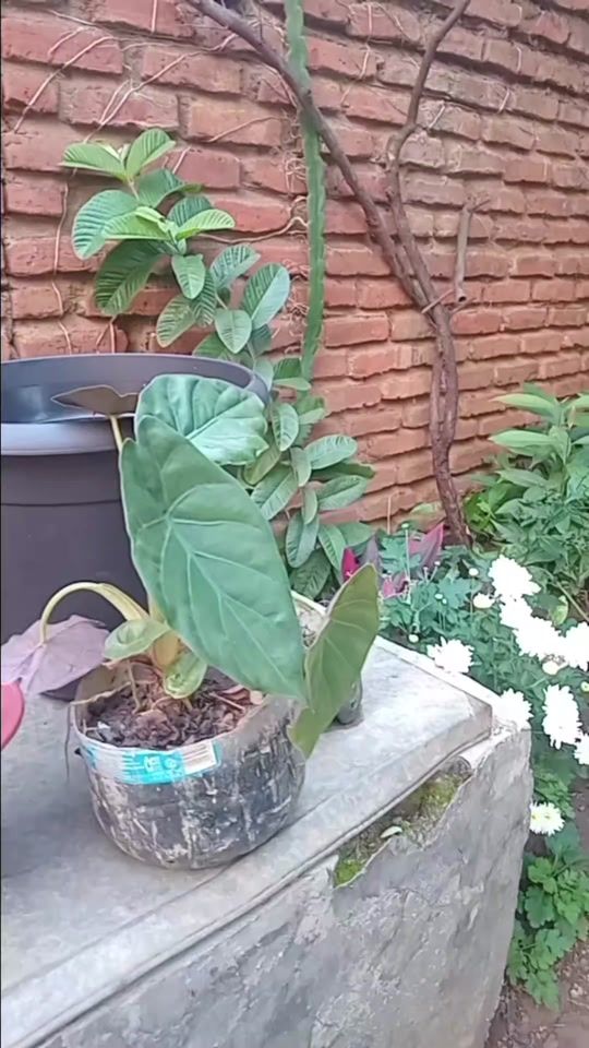 TikTok video thumbnail by entiofarm