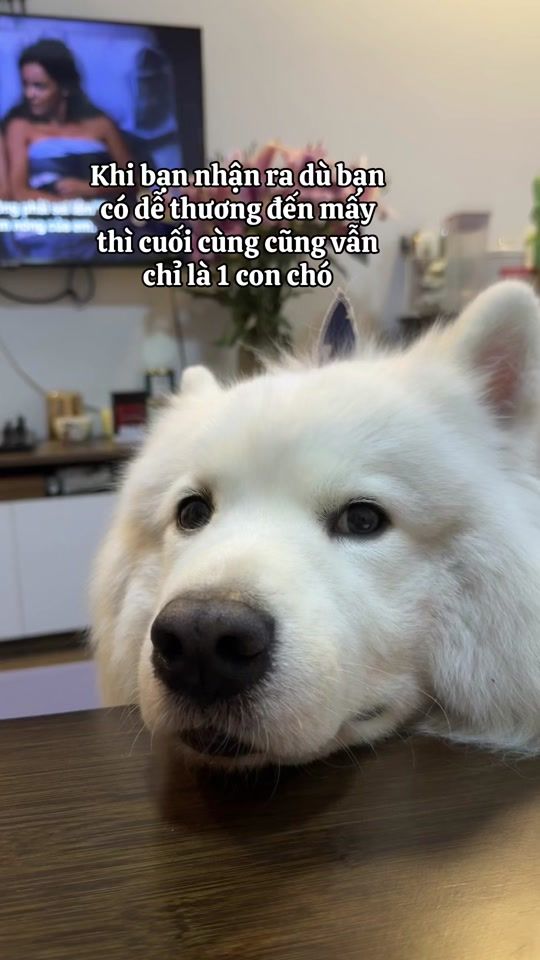 TikTok video thumbnail by giadinhxedap