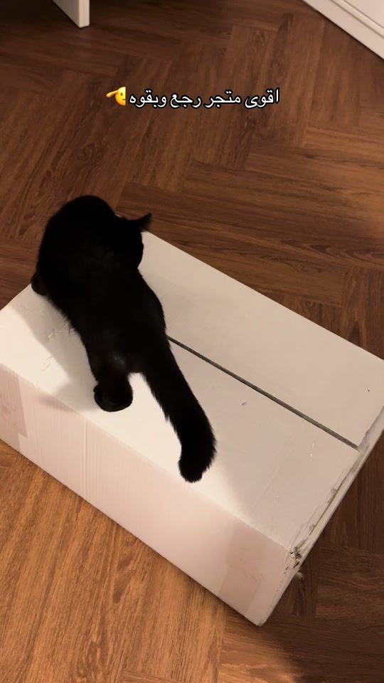 TikTok video thumbnail by petcatsa