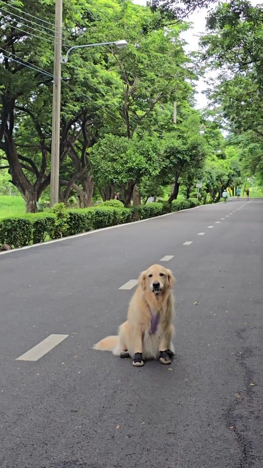 TikTok video thumbnail by mootun_golden_retriver