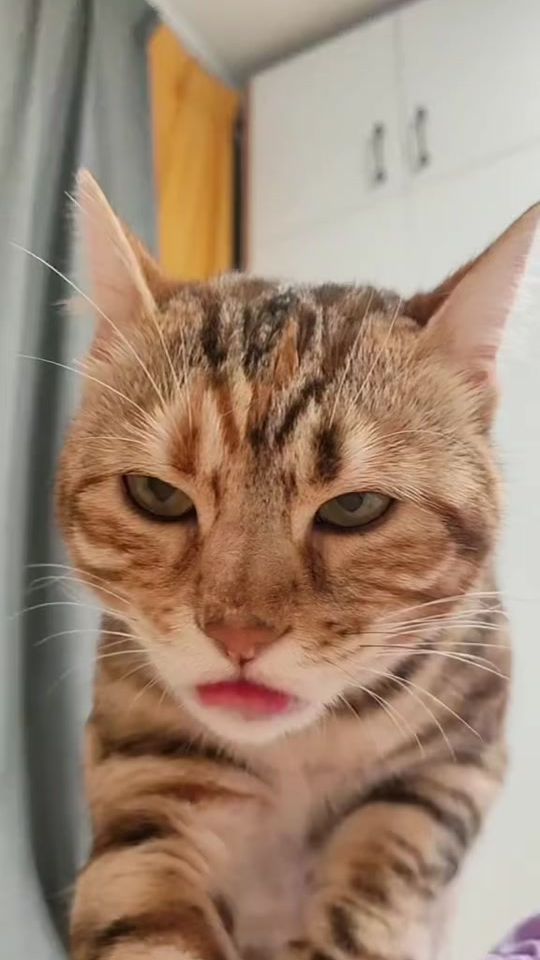 TikTok video thumbnail by meoomaiman