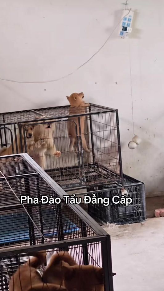 TikTok video thumbnail by 1405pet