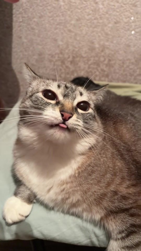 TikTok video thumbnail by foliefrenzy