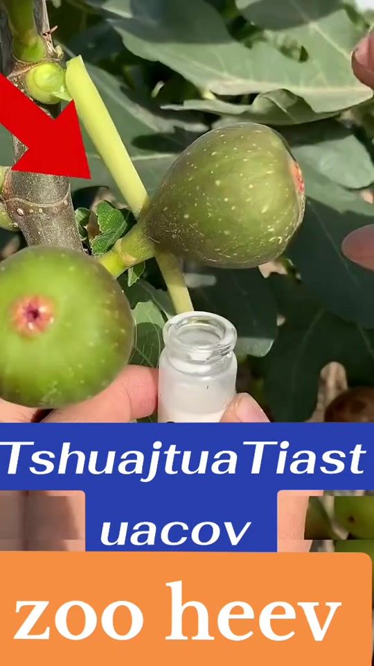 TikTok video thumbnail by leeyiahmong
