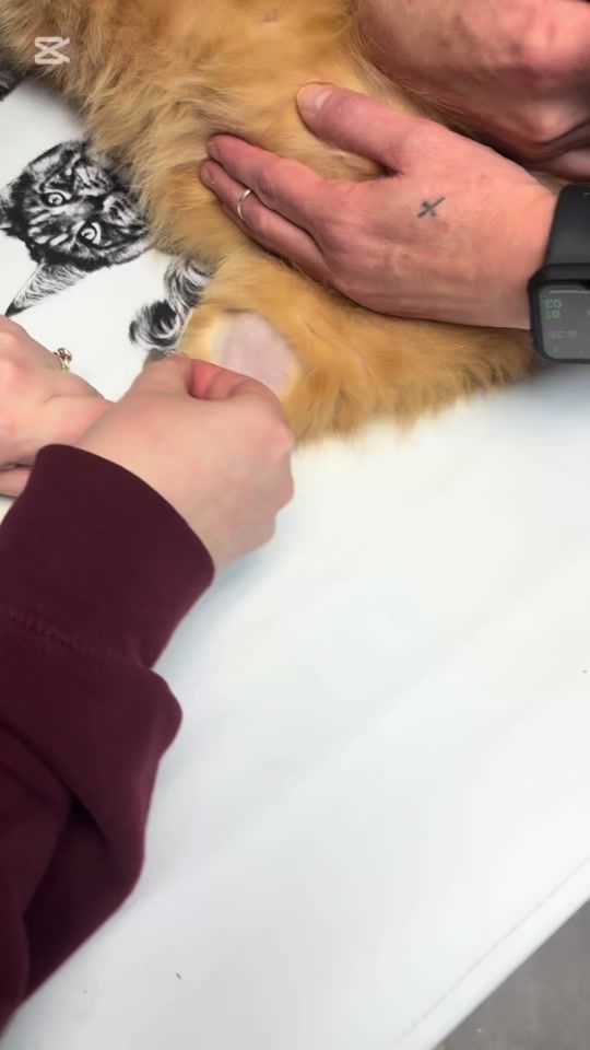 TikTok video thumbnail by cypressviewvet