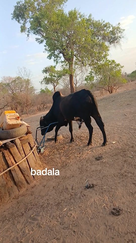 TikTok video thumbnail by kaliloudemba1