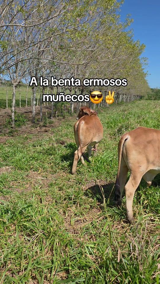 TikTok video thumbnail by praga_17