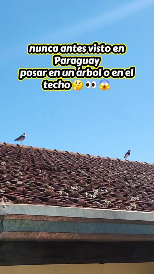 TikTok video thumbnail by arnaldoandres600