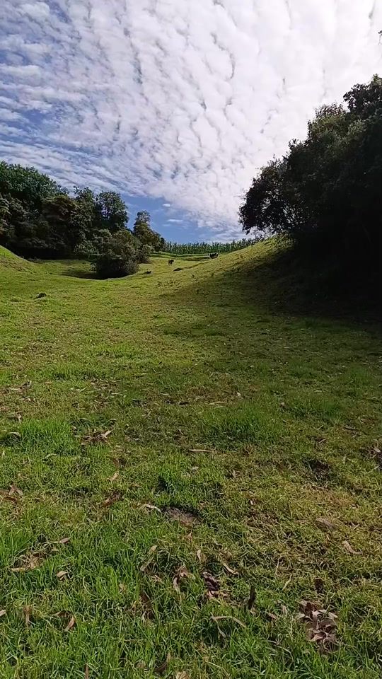 TikTok video thumbnail by pasionporloscaballos05