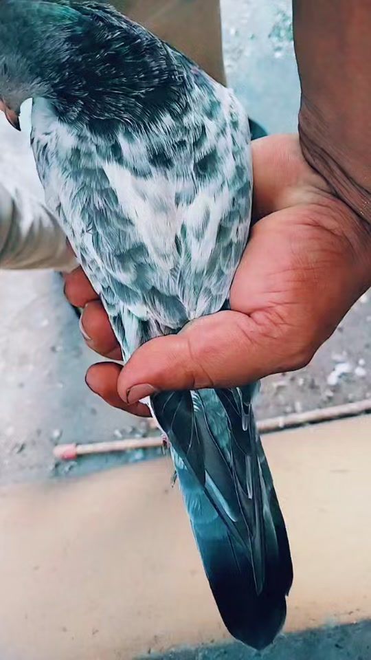 TikTok video thumbnail by sabarali9399