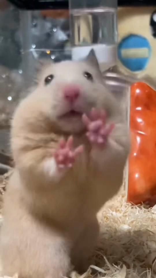 TikTok video thumbnail by ny242424