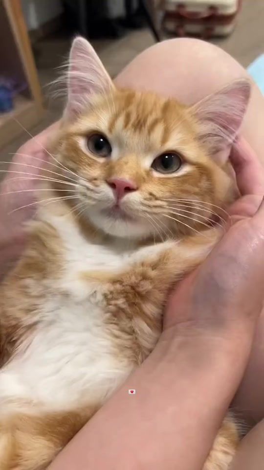 TikTok video thumbnail by 4t4v_