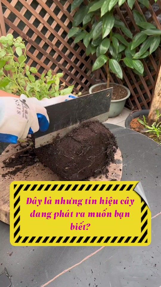 TikTok video thumbnail by trongcaysieude