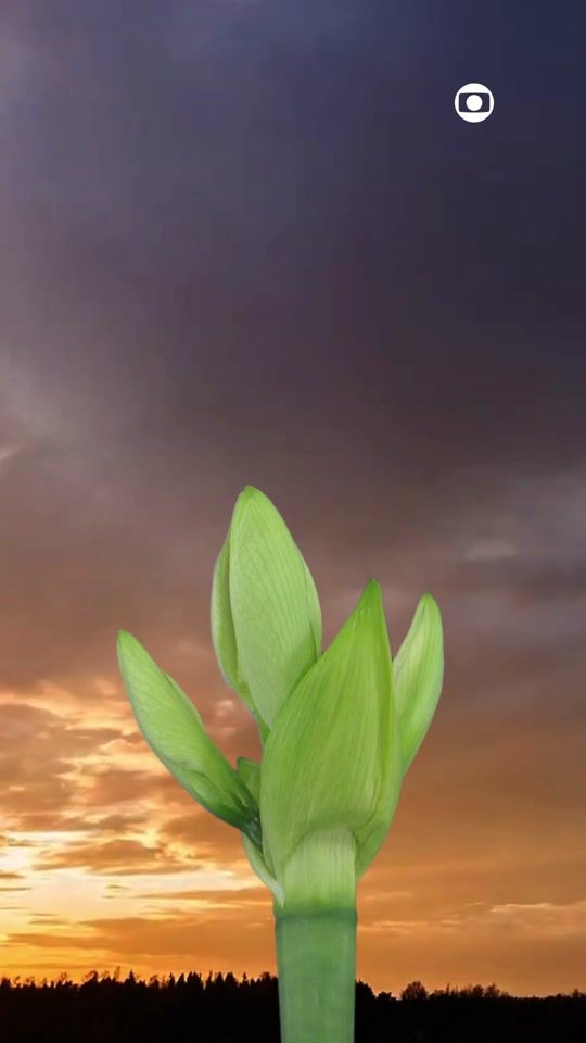 TikTok video thumbnail by tvglobo