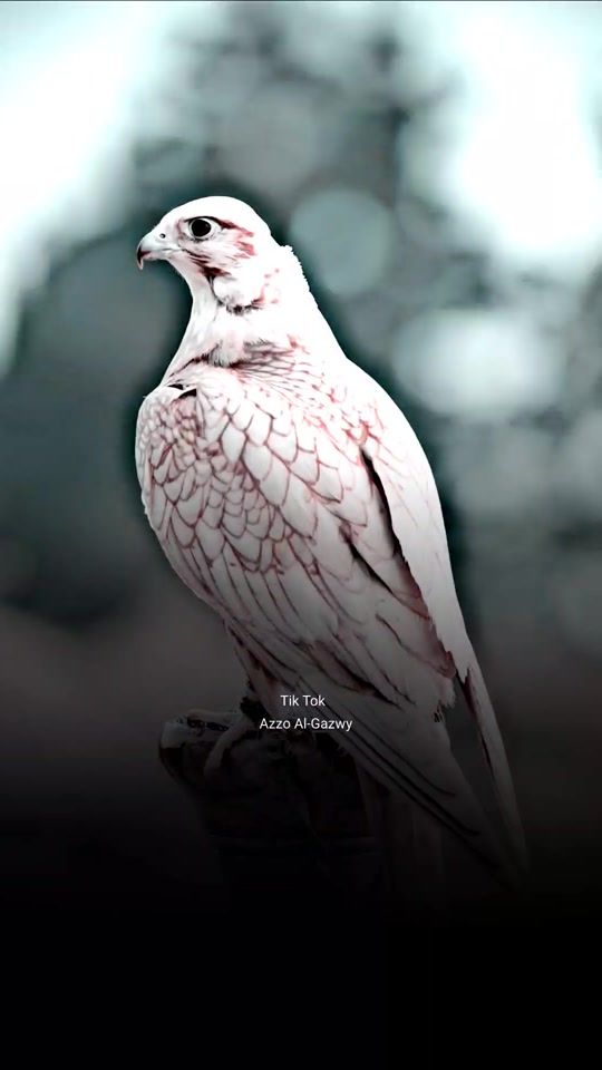 TikTok video thumbnail by user7928084683372