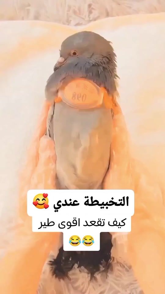 TikTok video thumbnail by m.alsofane