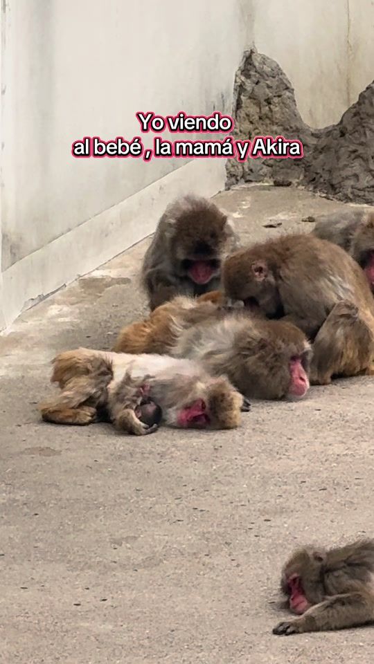 TikTok video thumbnail by _koba73_