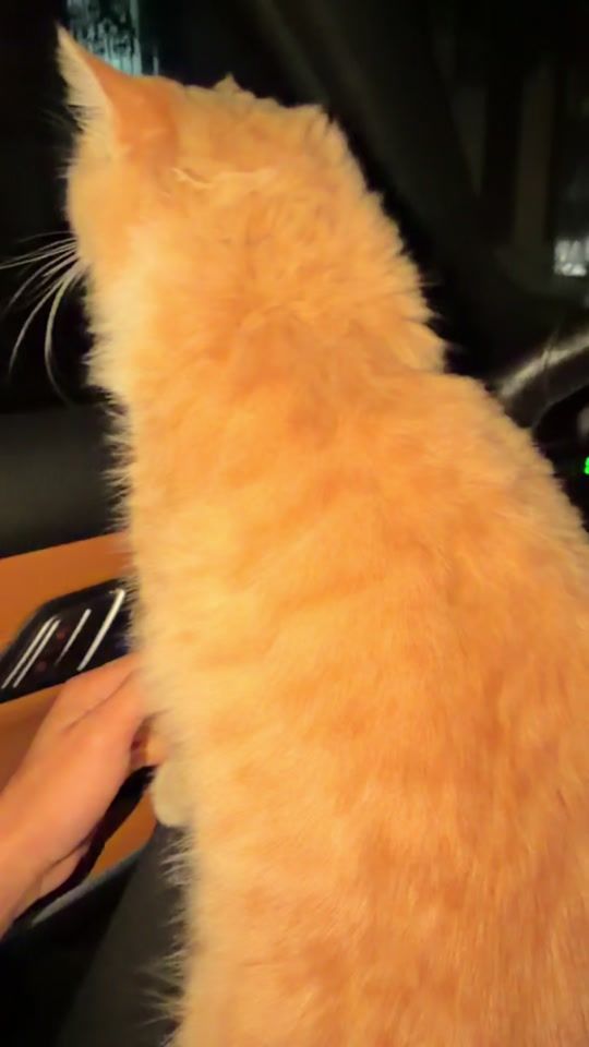 TikTok video thumbnail by khalilahmad1998