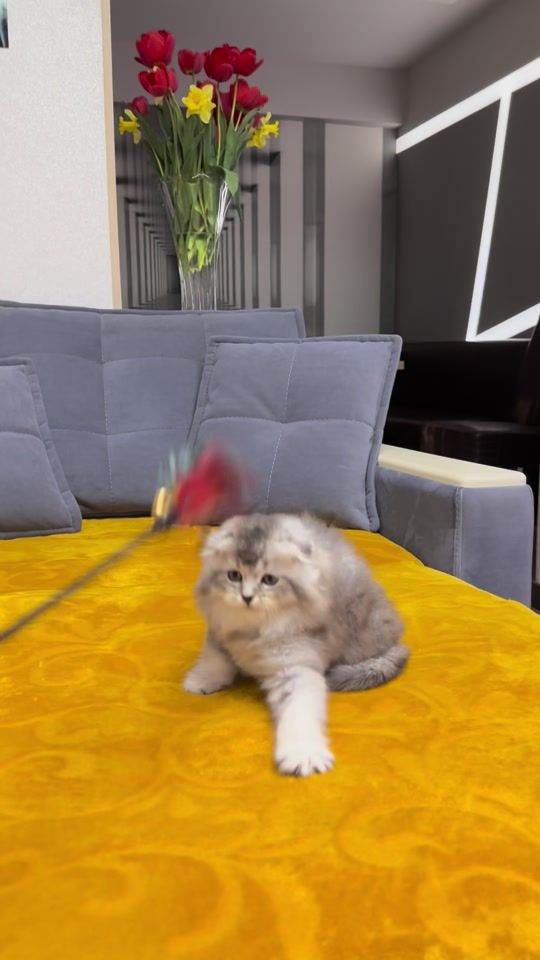 TikTok video thumbnail by della_luna_