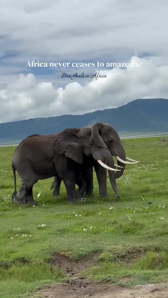 TikTok video thumbnail by exploringafricasafaris