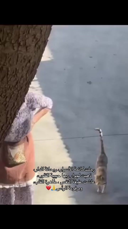 TikTok video thumbnail by salah.hamze1