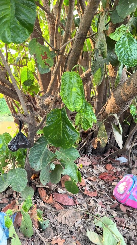 TikTok video thumbnail by canales503w