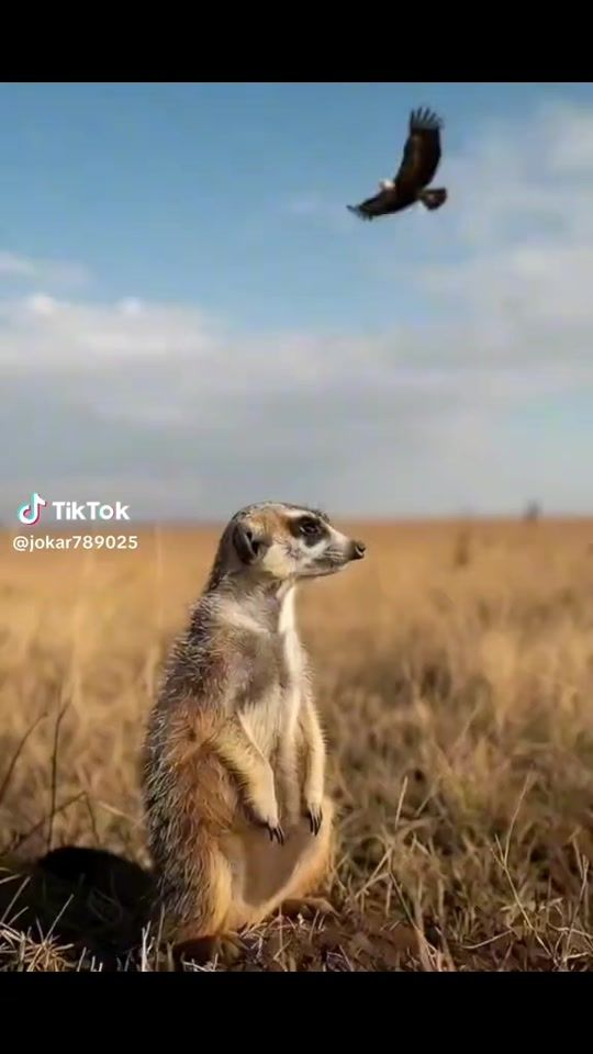 TikTok video thumbnail by user5172441072195