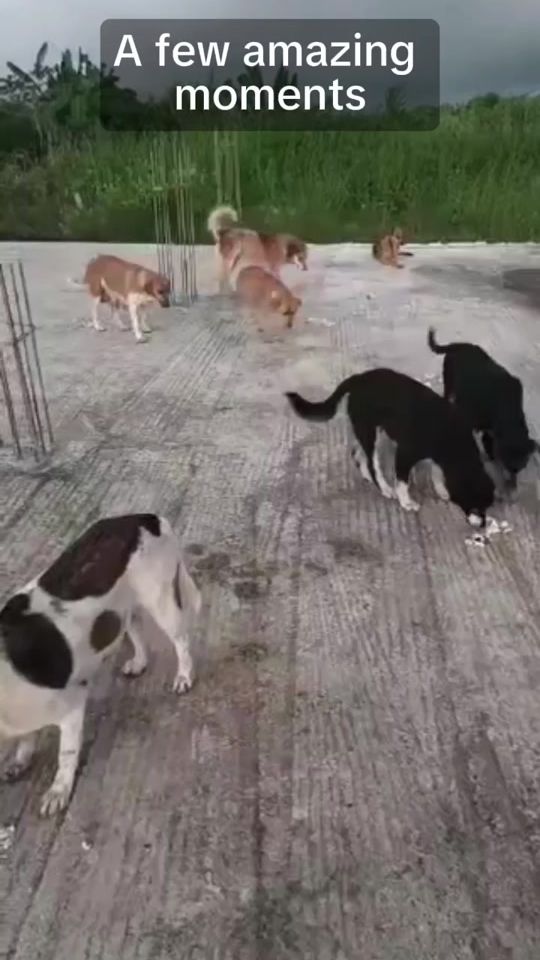 TikTok video thumbnail by davekissoondoyal