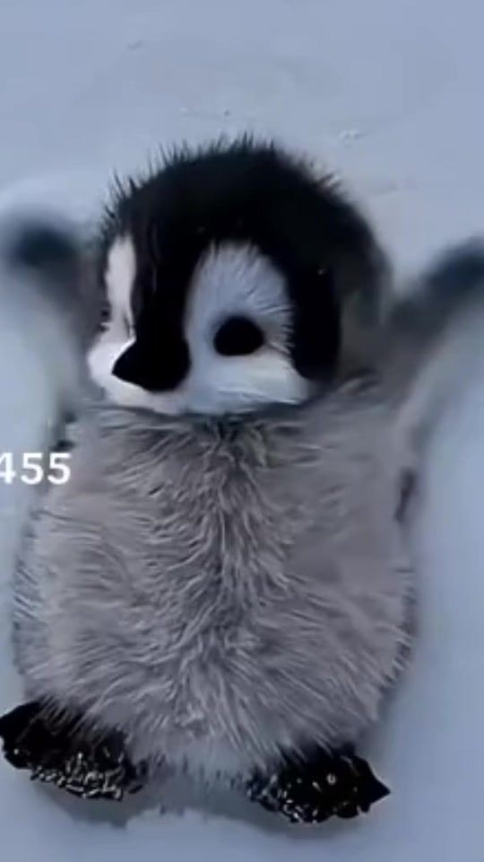 TikTok video thumbnail by stylishhaana