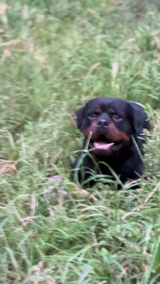 TikTok video thumbnail by jendrikoficial