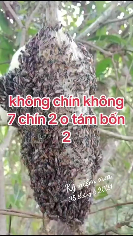 TikTok video thumbnail by ngoclua1984ct