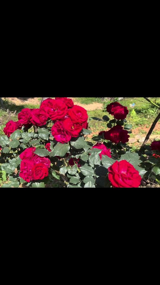 TikTok video thumbnail by riyachamlingrai41