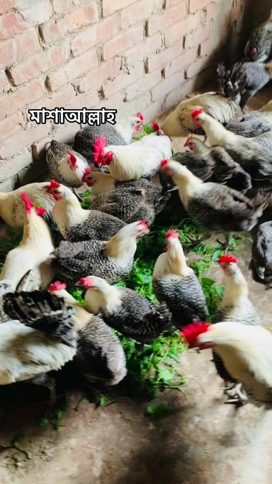 TikTok video thumbnail by es_agro_54