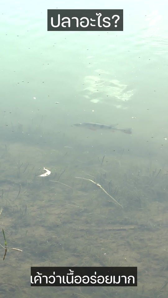 TikTok video thumbnail by tsf.fishing