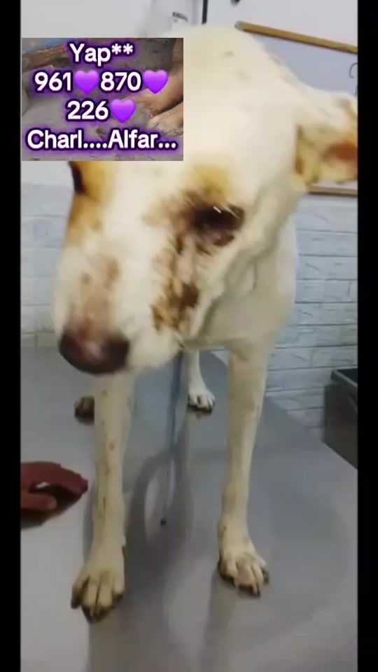TikTok video thumbnail by williamsalfarolop