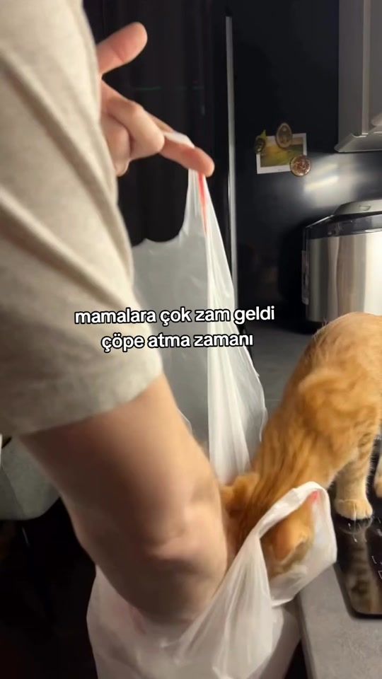 TikTok video thumbnail by rollandios