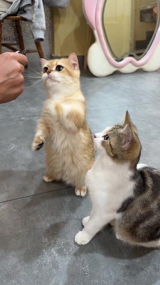 TikTok video thumbnail by _misskisya_