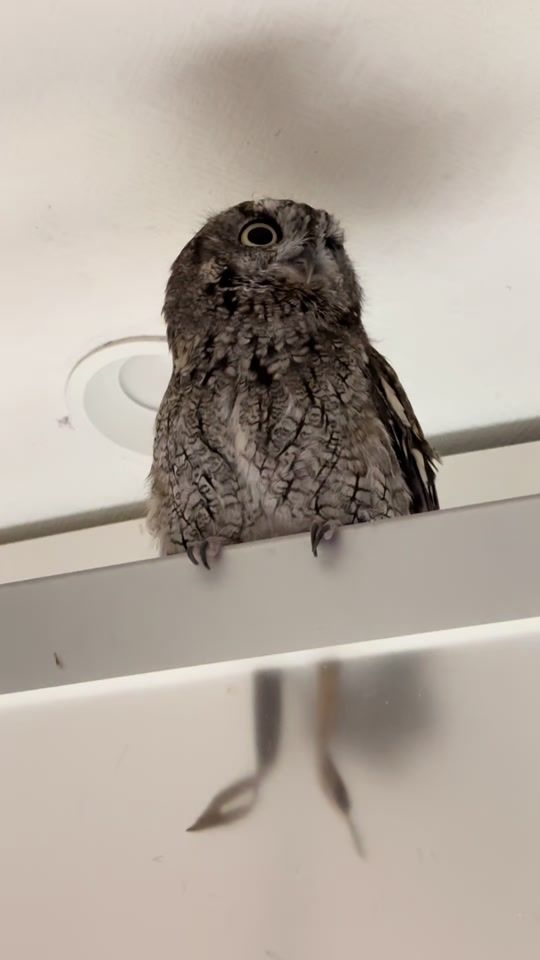 TikTok video thumbnail by kuuowl