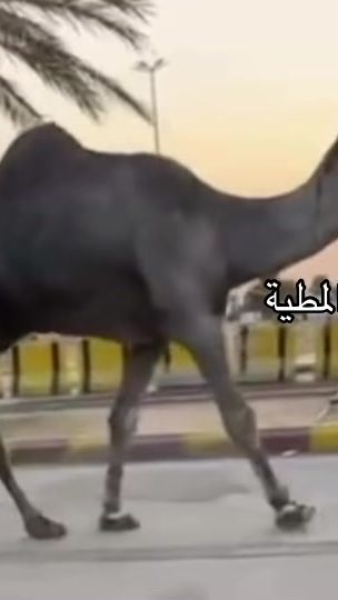 TikTok video thumbnail by hamad3222