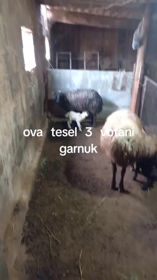 TikTok video thumbnail by ashot19930