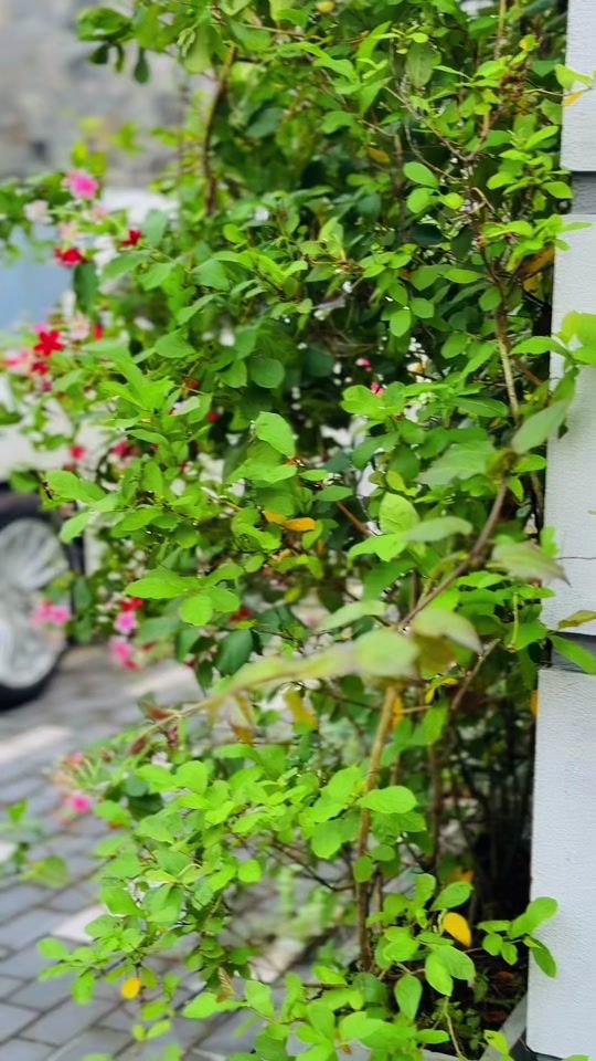 TikTok video thumbnail by rumesh_dilshan