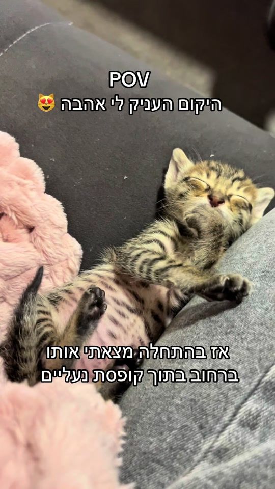 TikTok video thumbnail by linoydaudi1